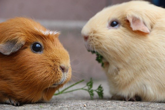 guinea pig grooming