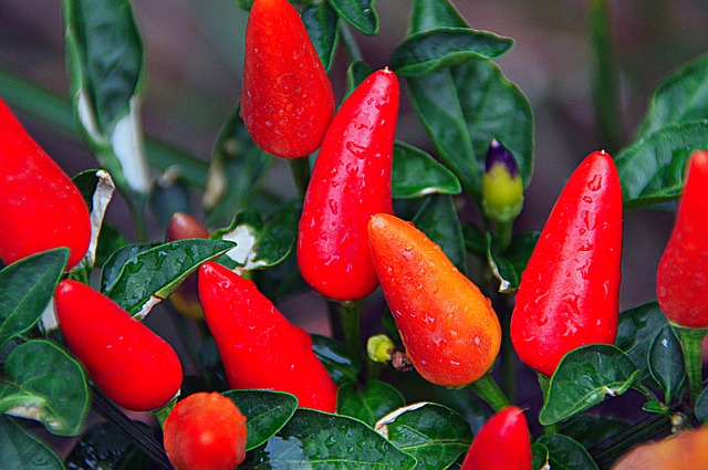 pepper plants small