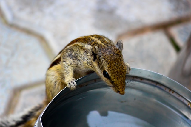 where-do-squirrels-get-water-in-winter-summer-and-drought-healthy