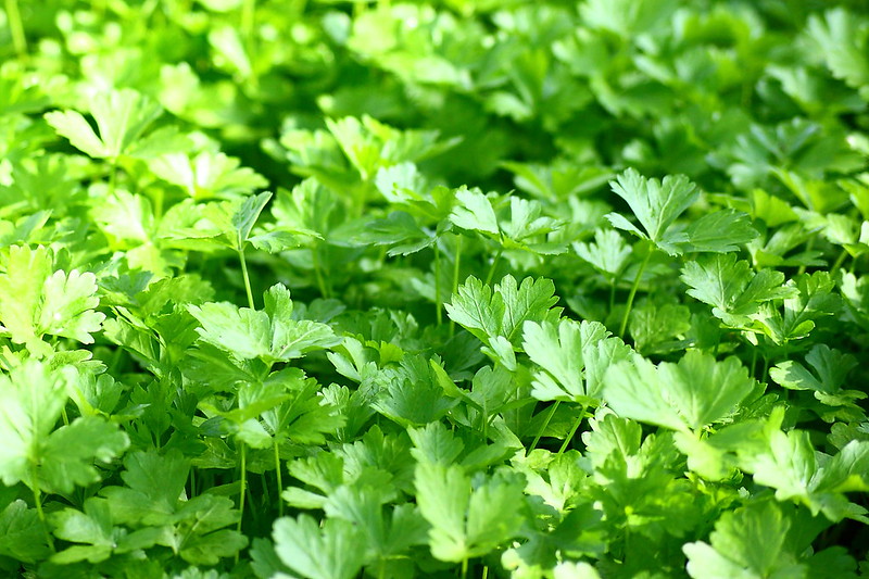 parsley with white spots