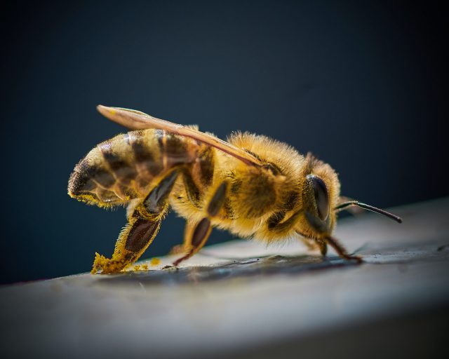 bees at night