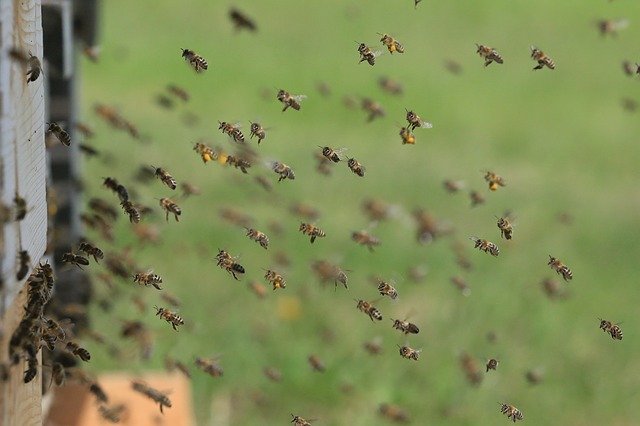 bees fly in rain