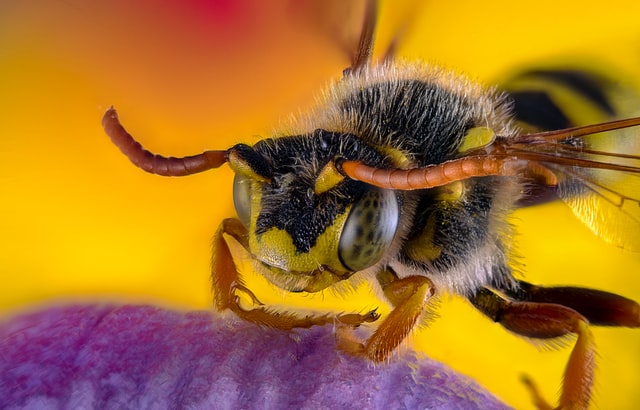 bees sense fear