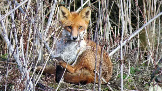 fox climb tree