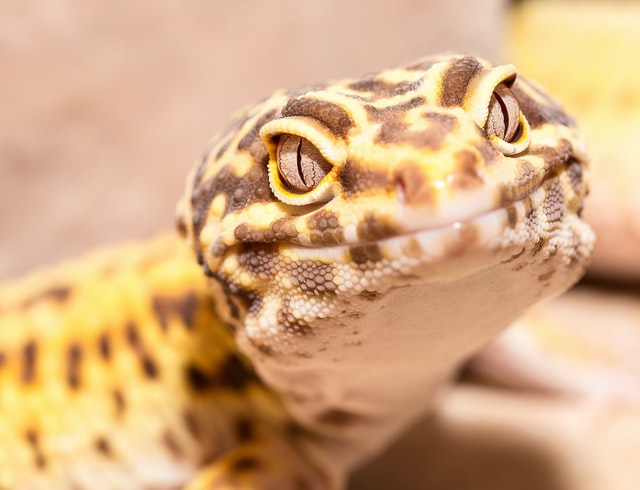 leopard gecko bites