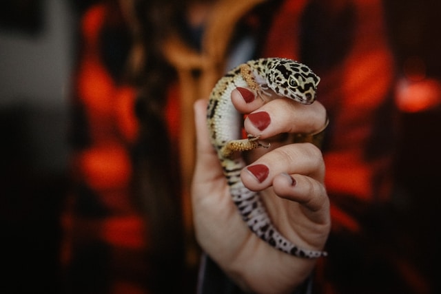leopard gecko held