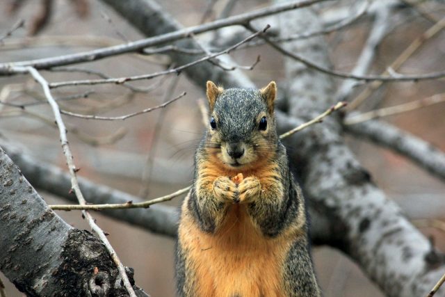 squirrels eat oranges