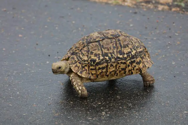 Sulcata Tortoise and Celery: A Perfect Pairing? – Healthy Lifestyle ...