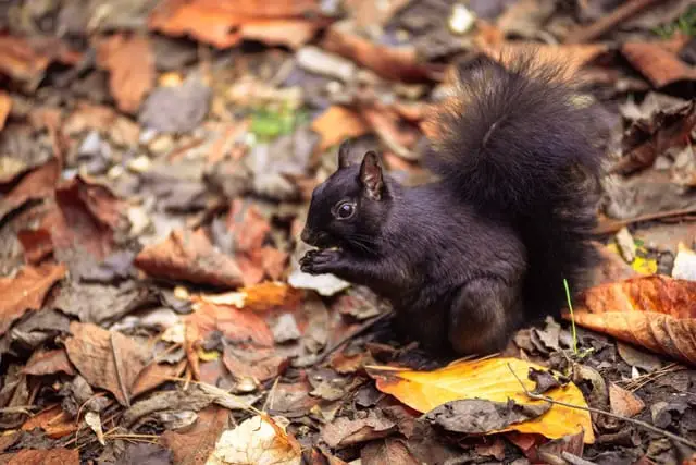 Can Squirrels Eat Raisins? The Answer Might Surprise You! – Healthy